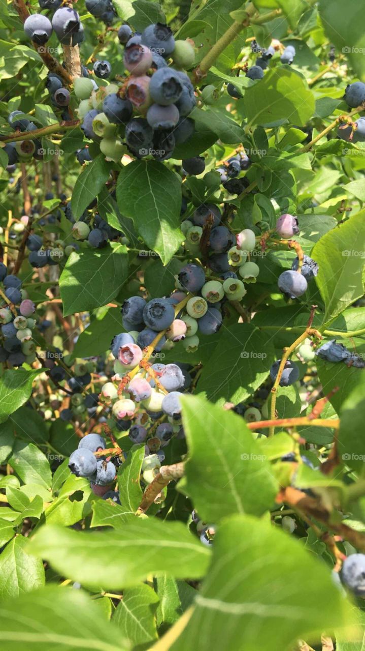 Picking some wonderful blueberries from a local farm in Massachusetts! 