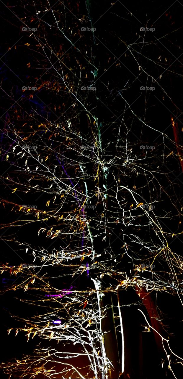 light plays with nature