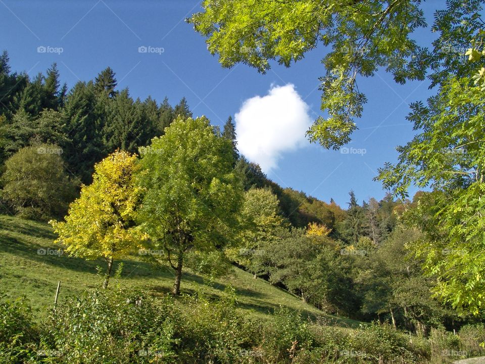 black forest in autumn