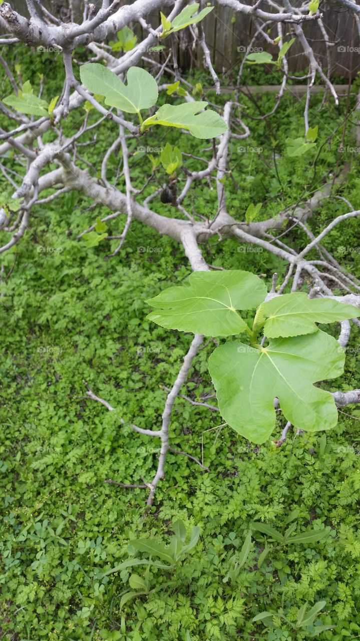 Fig. A new beginning...