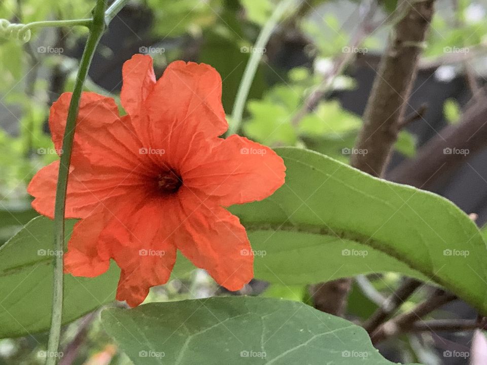 The orange color stories, my garden (Countryside)