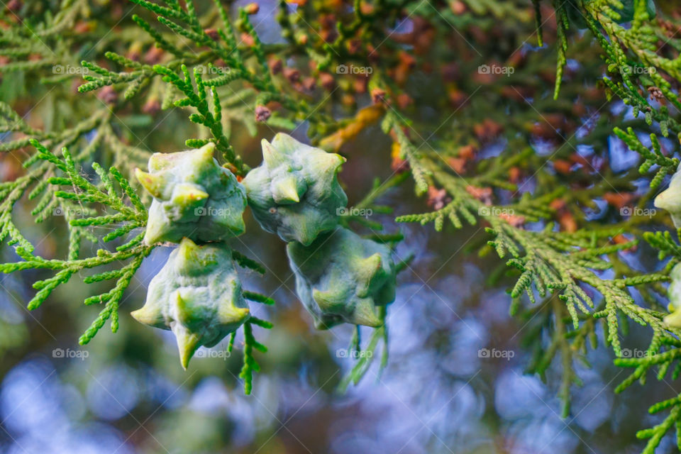 Small cones thuja