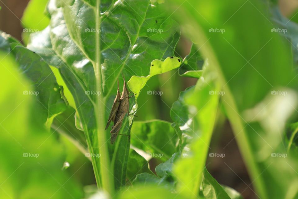 This photo evokes feelings of intimacy, playfulness and warmth. It depicts two grasshoppers on a leaf, with one perched upon the other's back as if whispering sweet nothings to each other .The photo was taken in China and for commercial use.
