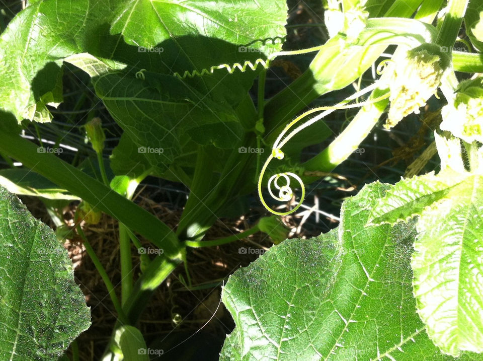 garden vine squash tendril by serenitykennedy