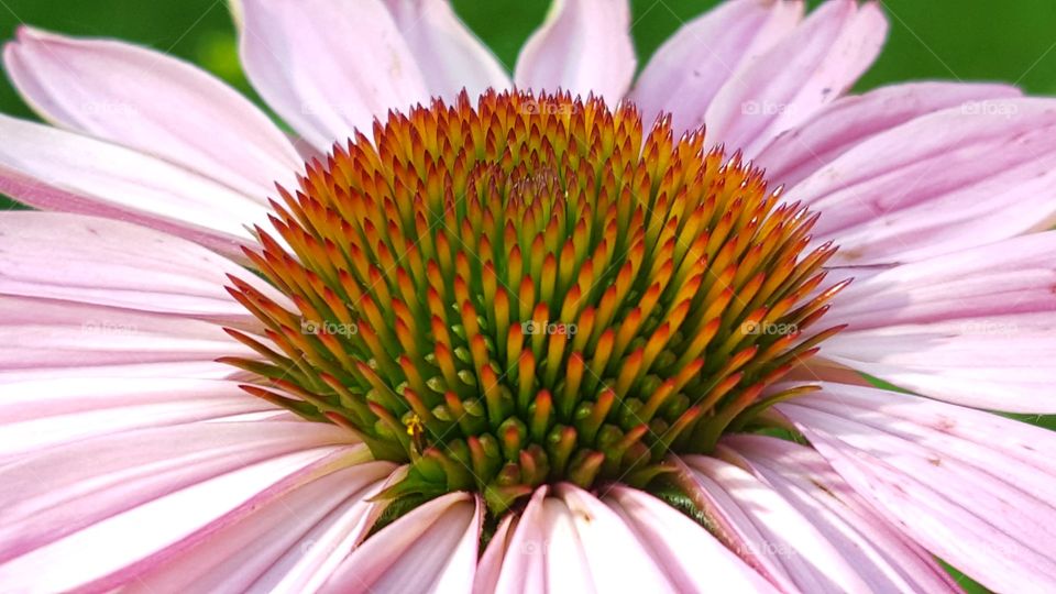 Coneflower