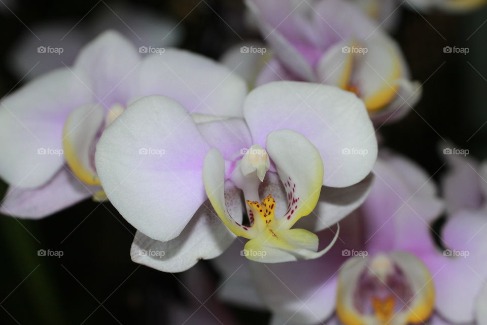 Macro Orchids