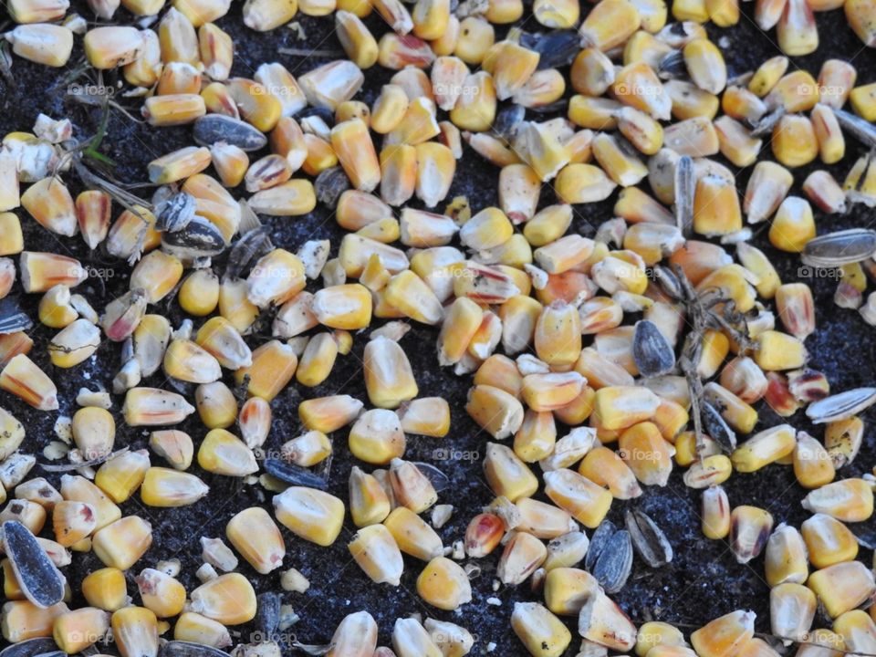Scattered corn kernels