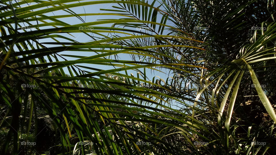 NATURE NATURAL ENVIRONMENT FLORA LEAF PALM FENIX