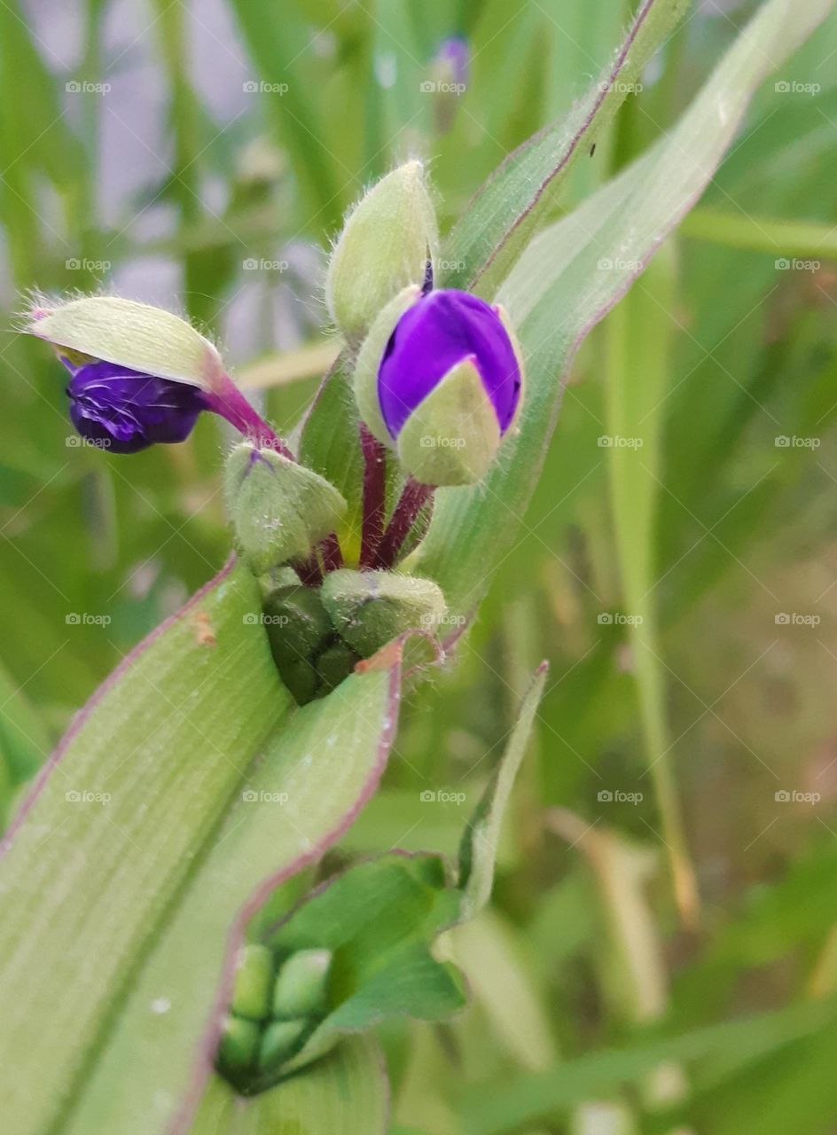 a little button that will become a beautiful flower