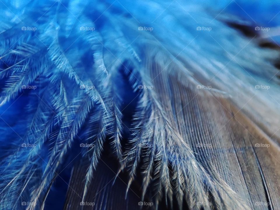 Blue Feathers Close up