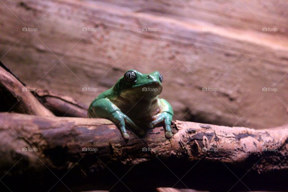 Close-up of frog on wood