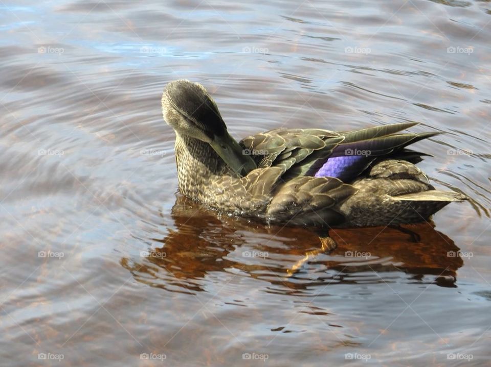 Duck in a pond
