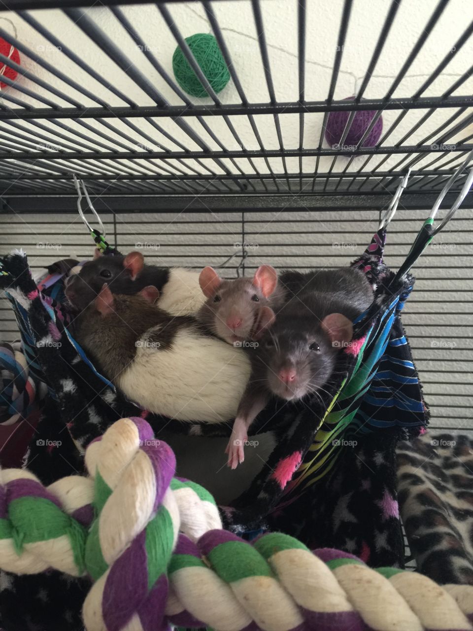 Life is hard being a rat