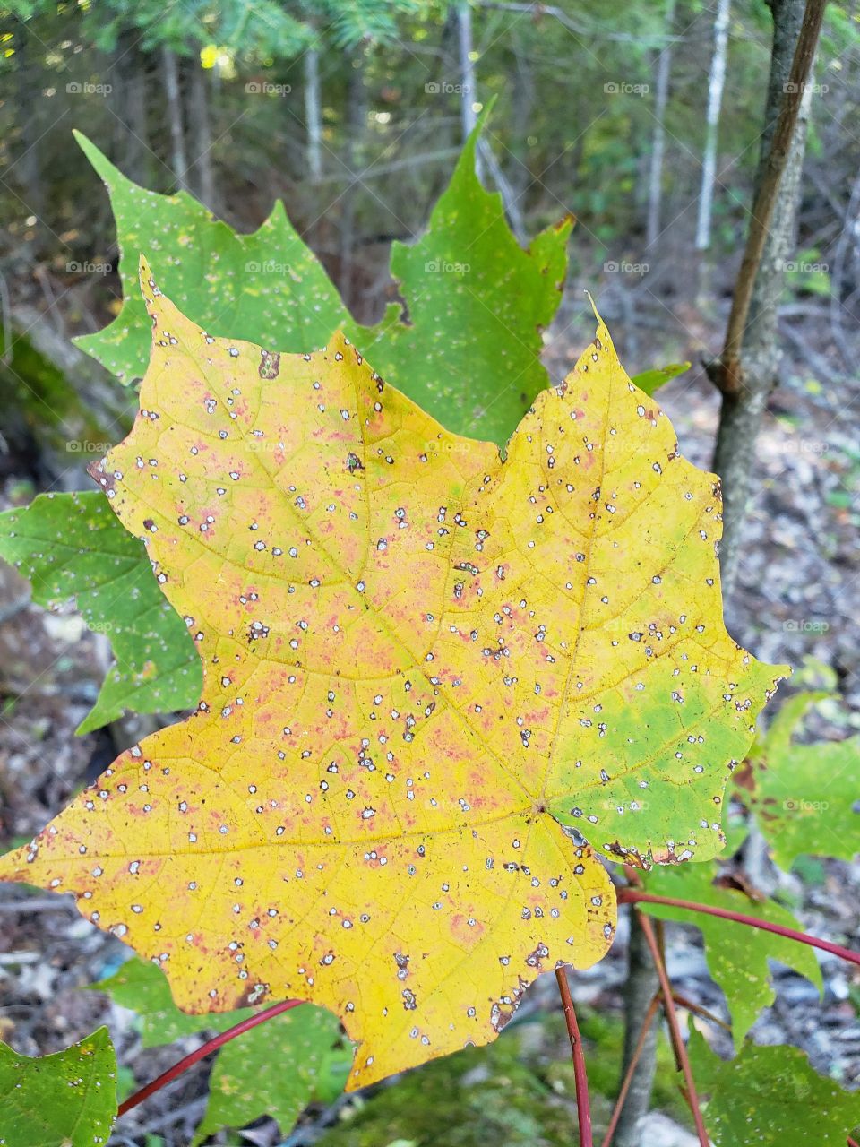 close up of yellow Maple Leaf in Early Autumn