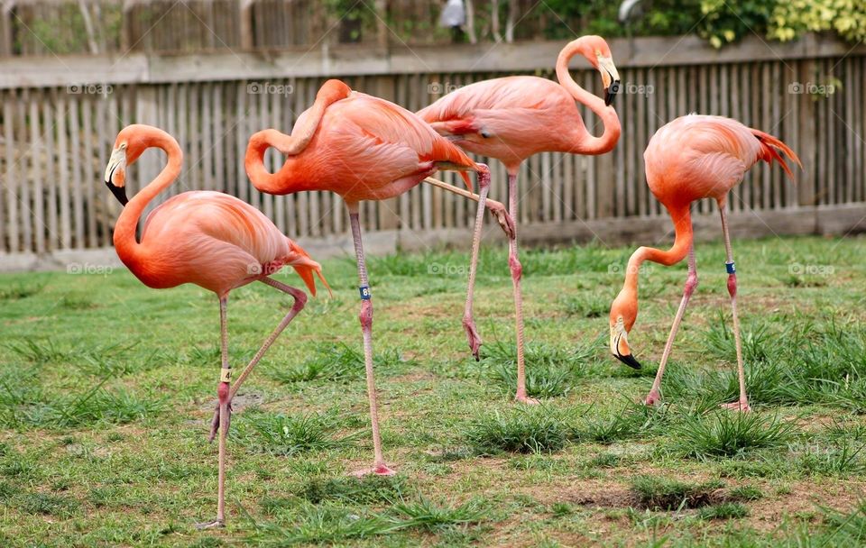 Flamboyance of Flamingos 