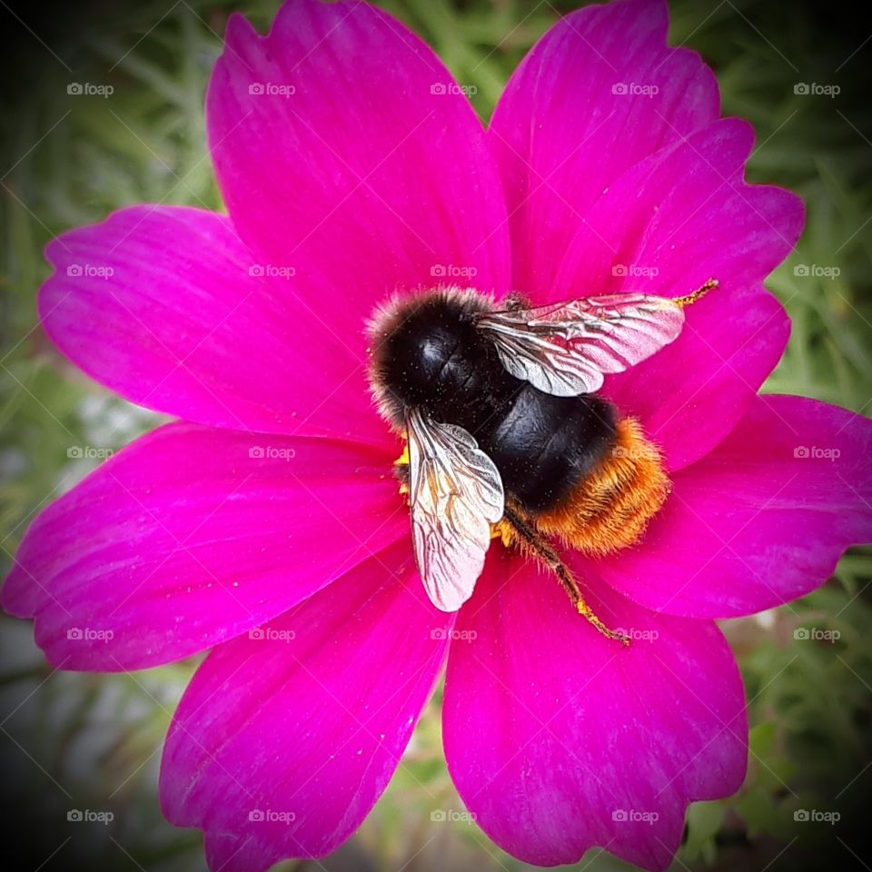 Bumblebee on a pink Cosmos