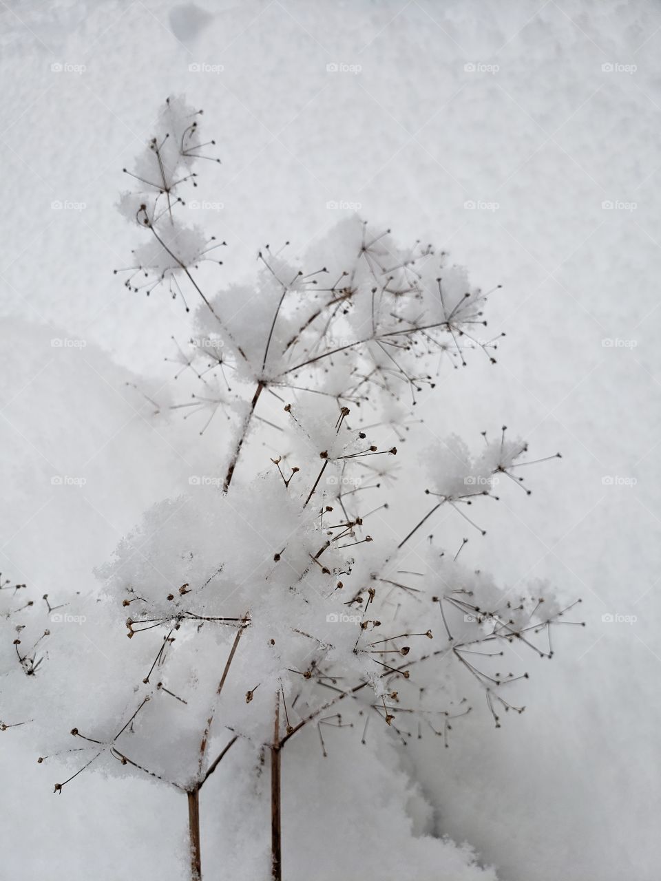 Portrait of a plant covered in snow in wintertime. White snowflakes on bare branches.