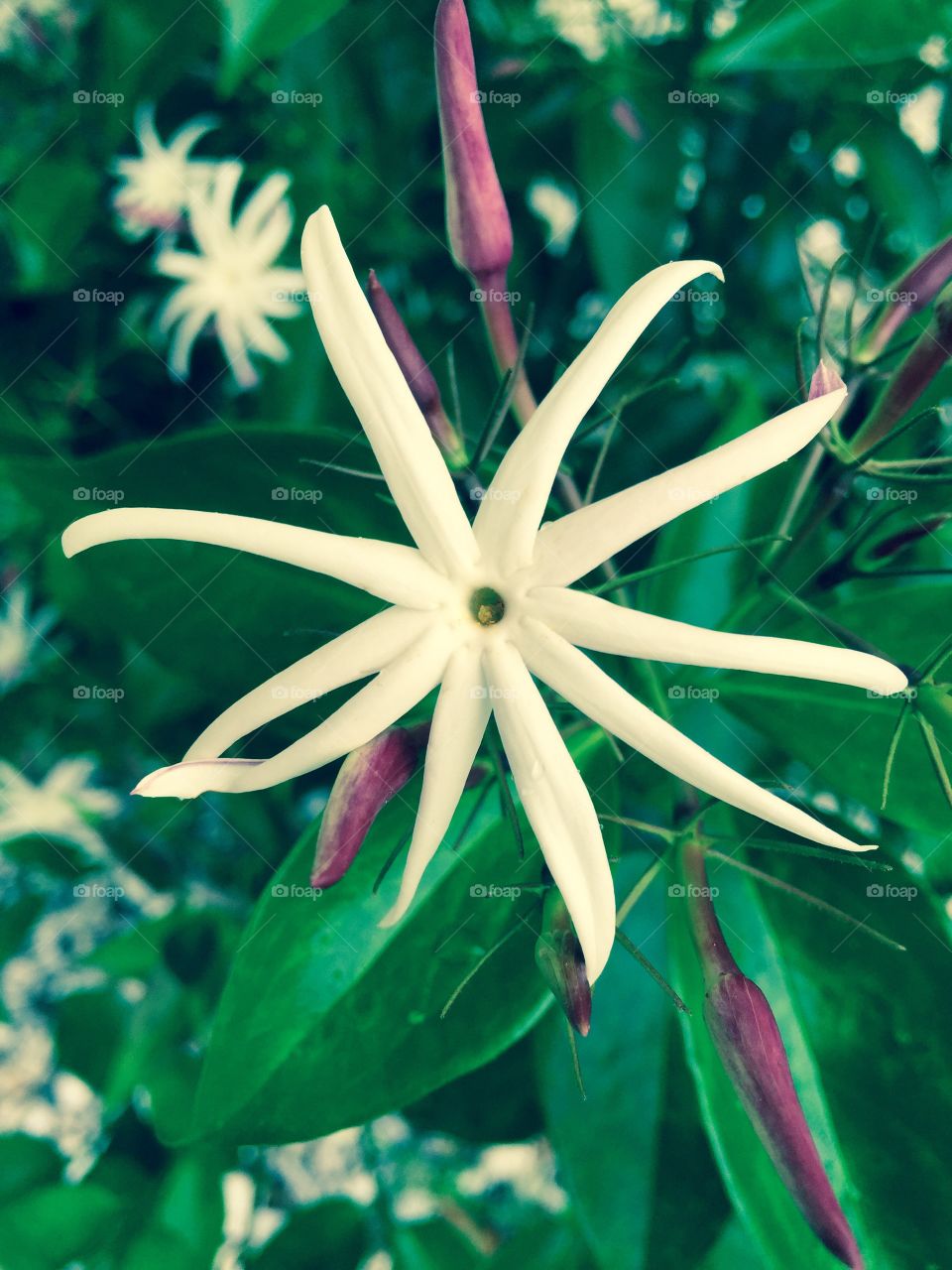 Star Petals. Pretty white flowers in bloom