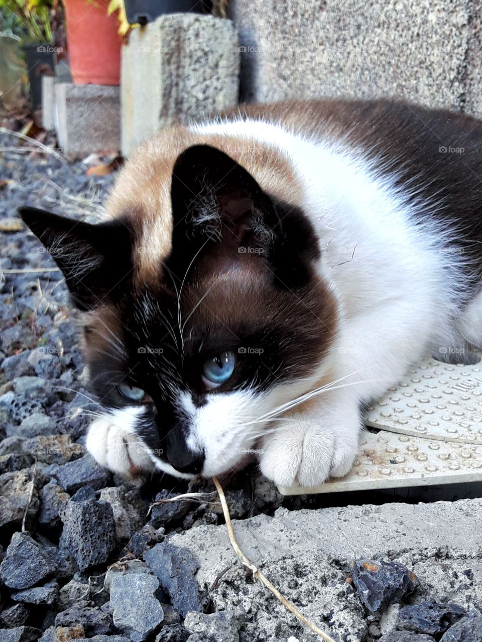 Blue eyes kitty resting in a magic garden