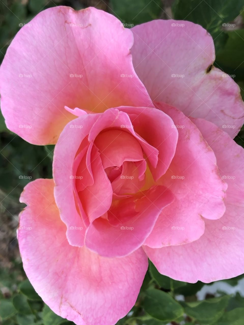 Pink rose