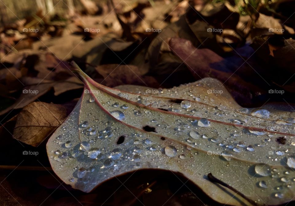 Raindrops on fallen leaves 