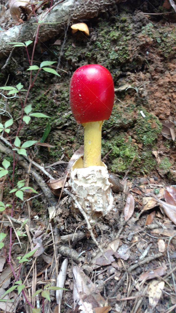 Mushroom on the Ditch