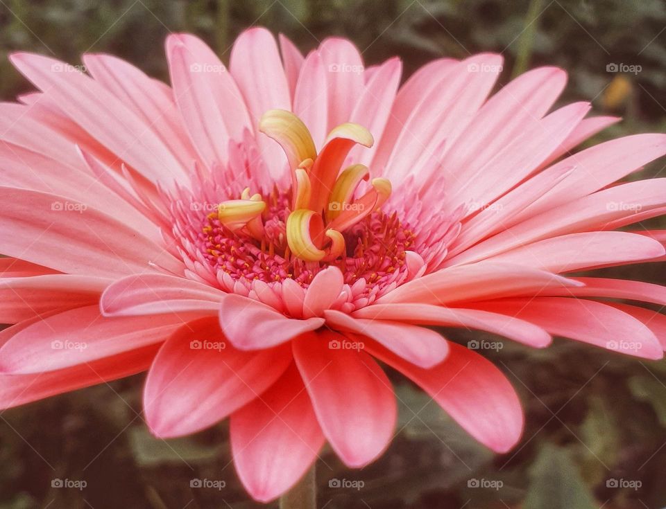 Gerbera