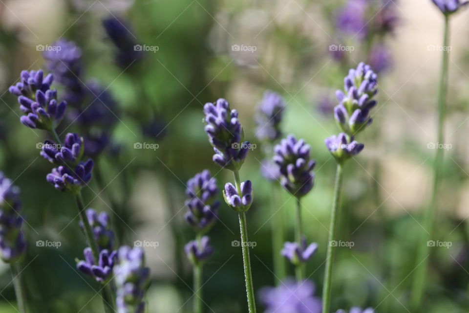 Lavender colour flowers in bloom