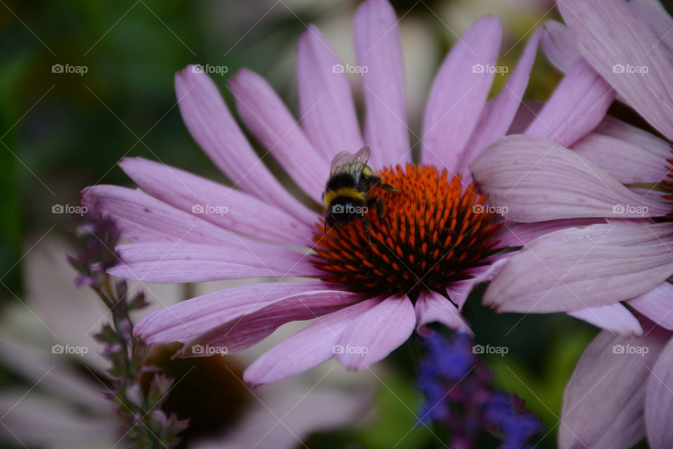 Bubmblebee on a flower