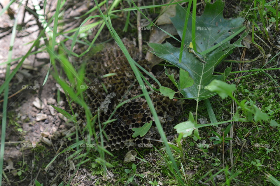 Used Up Wasp Nest