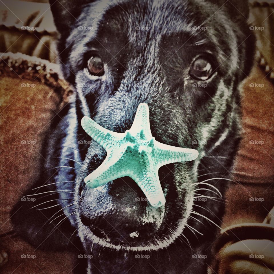 Starfish. A dog with a starfish on its nose