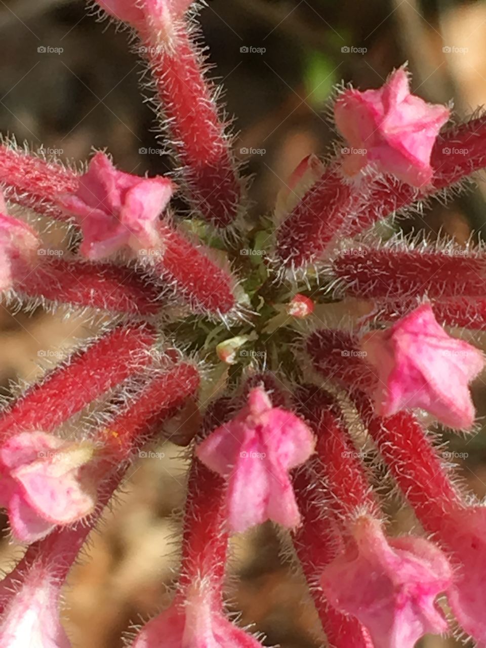 Flower Texture