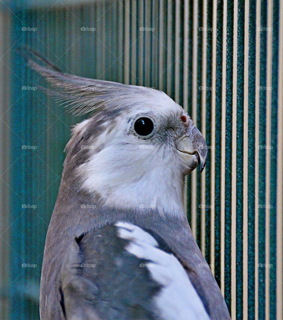 Gray Cockatiel 