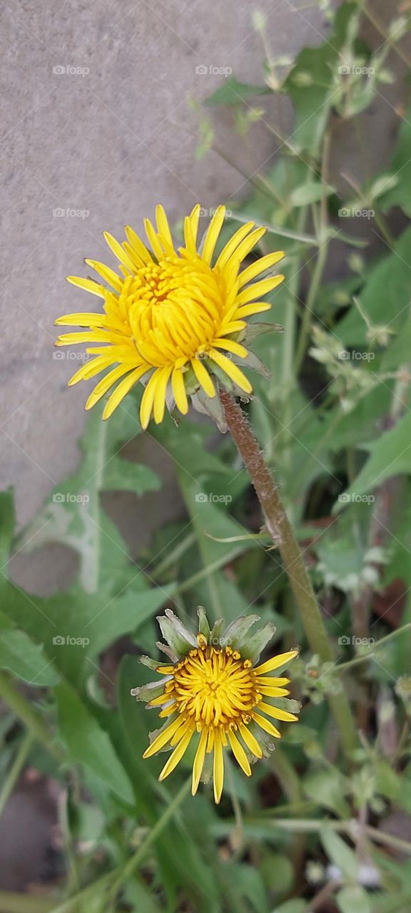 yellow flower