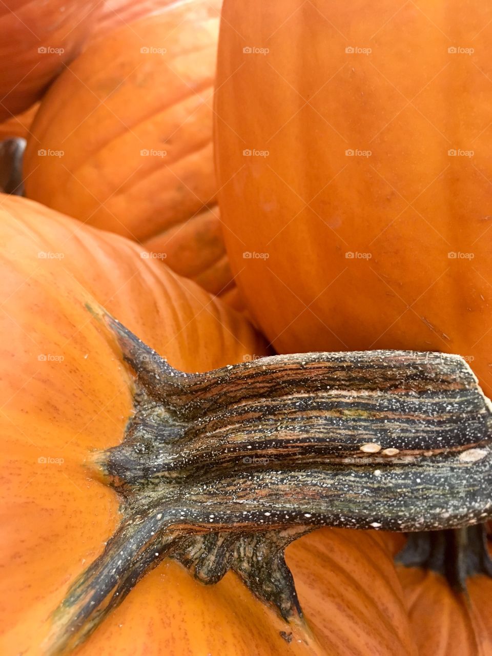 Orange pumpkins 🎃