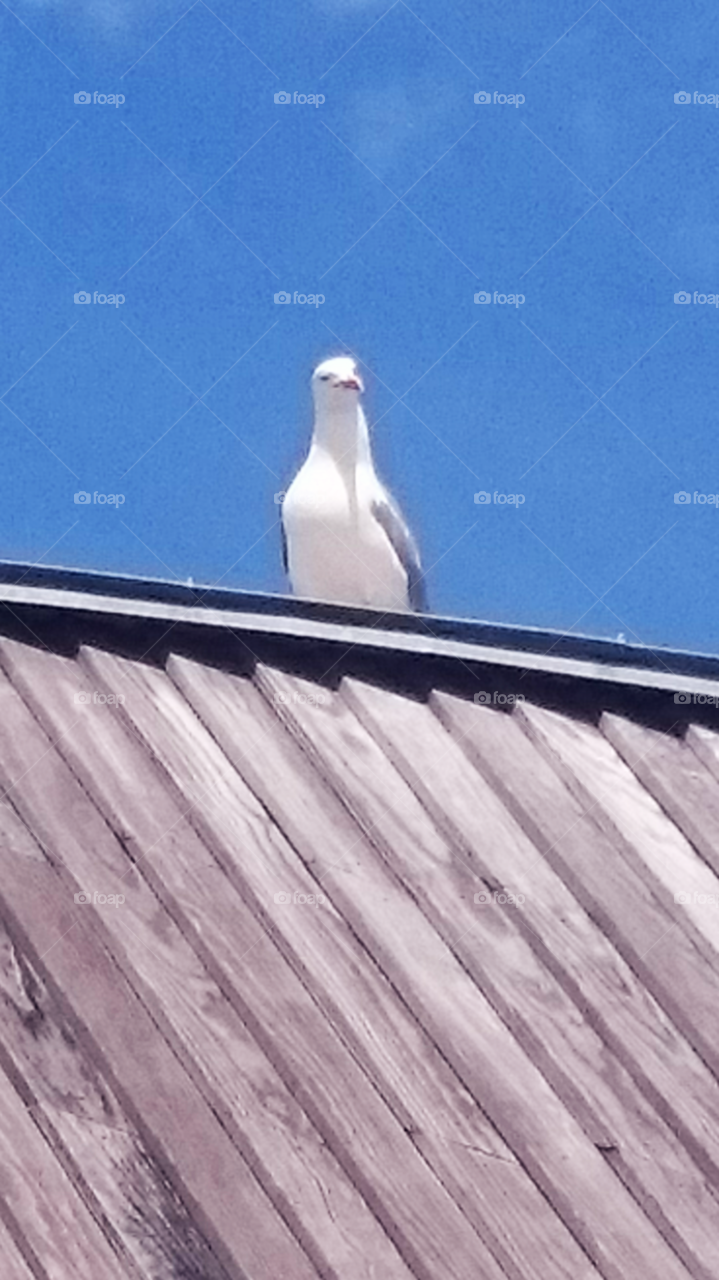 Curious seagull. It was watching me when I had my lunch