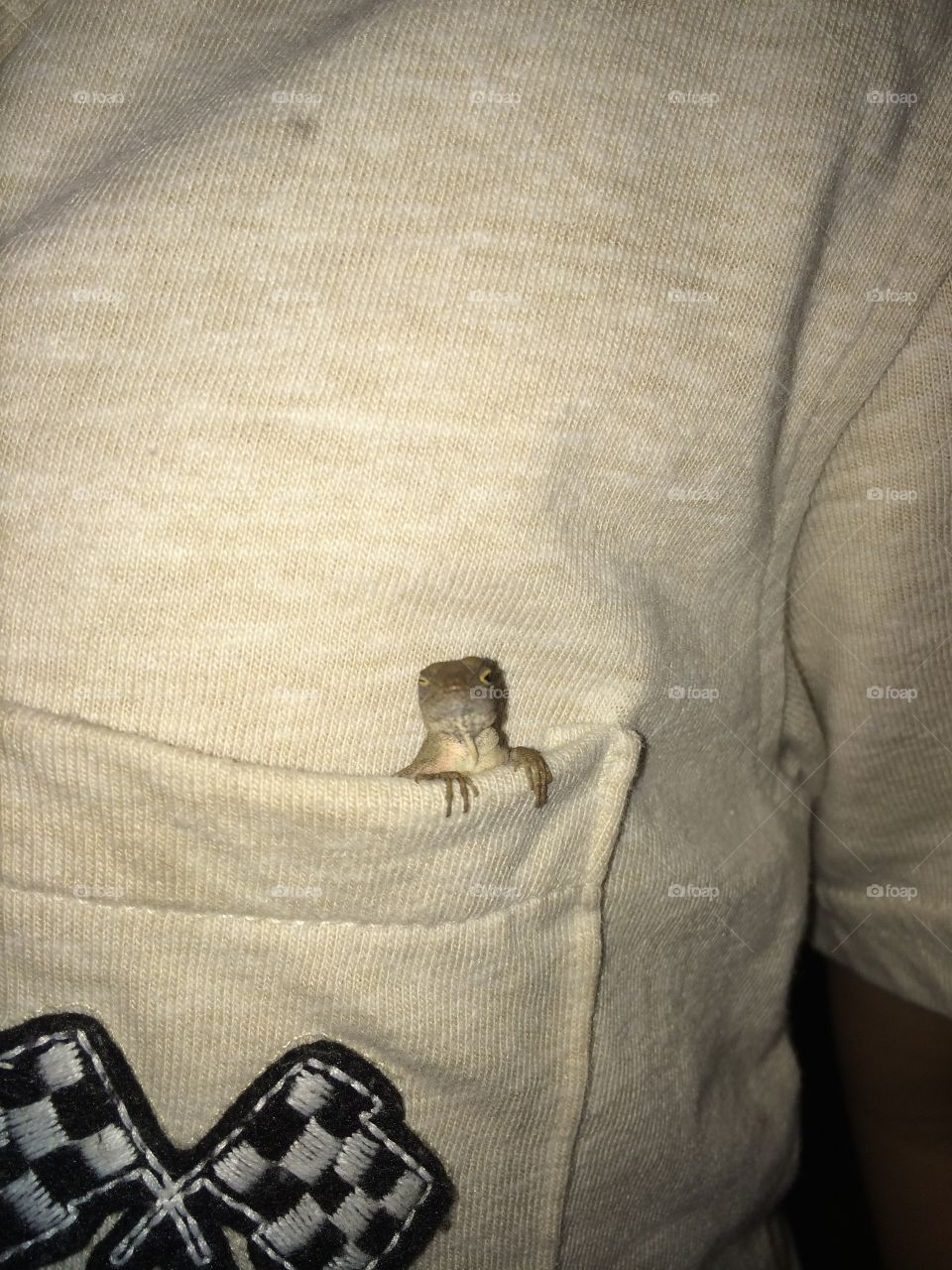 Lizard in shirt pocket