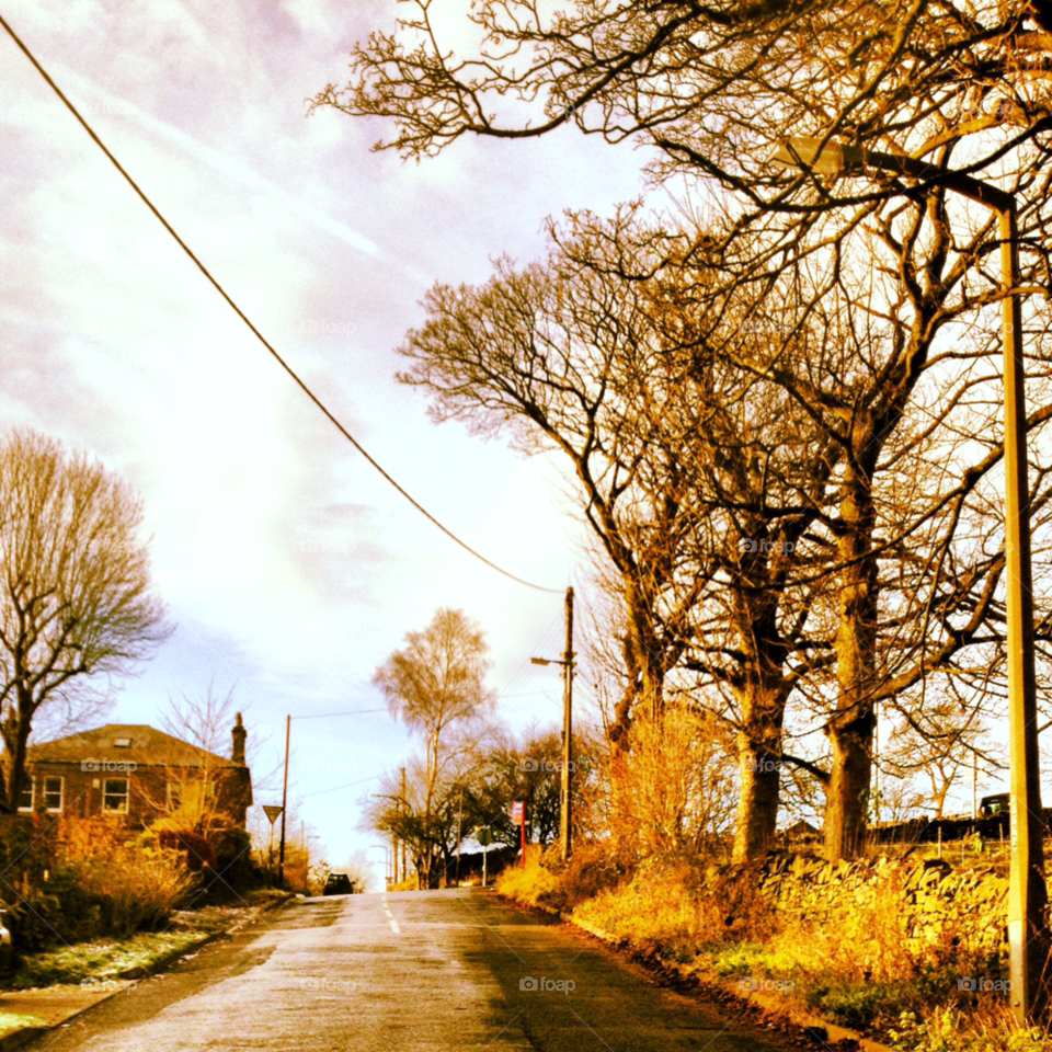 Fall, Tree, Road, Landscape, Nature