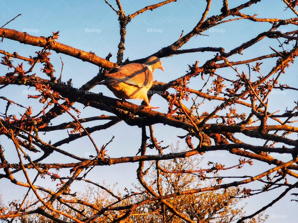 Pigeon on a tree at sunset