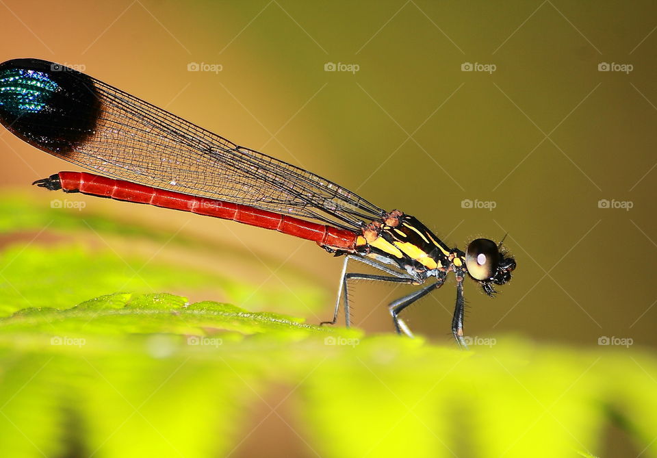 Large methalic dark marking on to the top up of venation. This great beauty darmselfy found at the tropical river with blood red colouring tailed, and shape thorax of yellow and black. Head's black with short pair of antennae. Soliter captured !