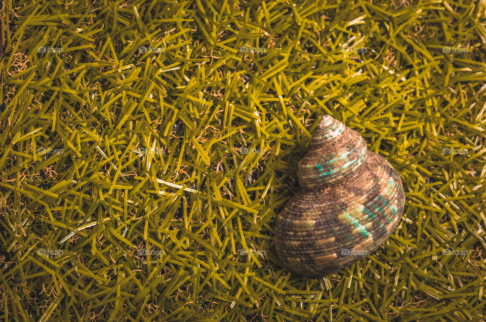 An empty and worn out seashell lying on the grass.