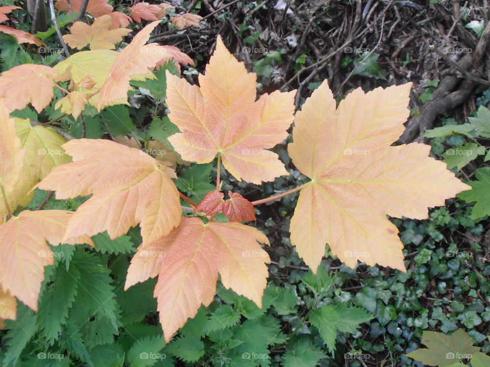 Red Leaves