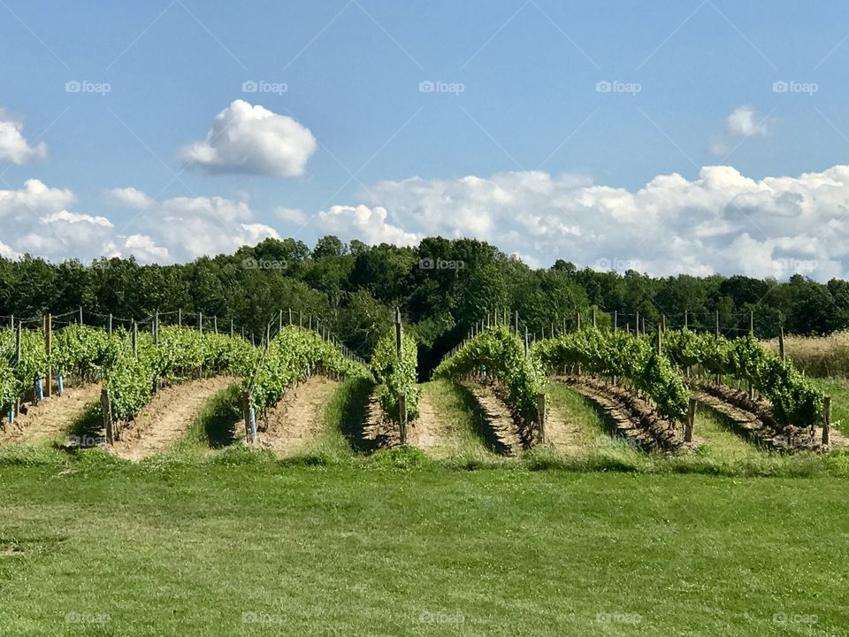 Grape vines, Grand River Valley Region, NE Ohio