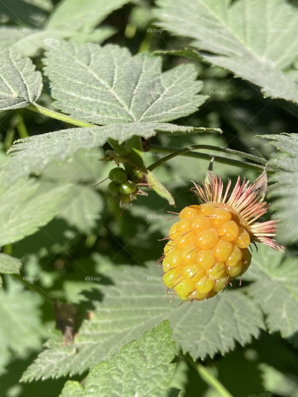 Foraging for wild salmon berries.