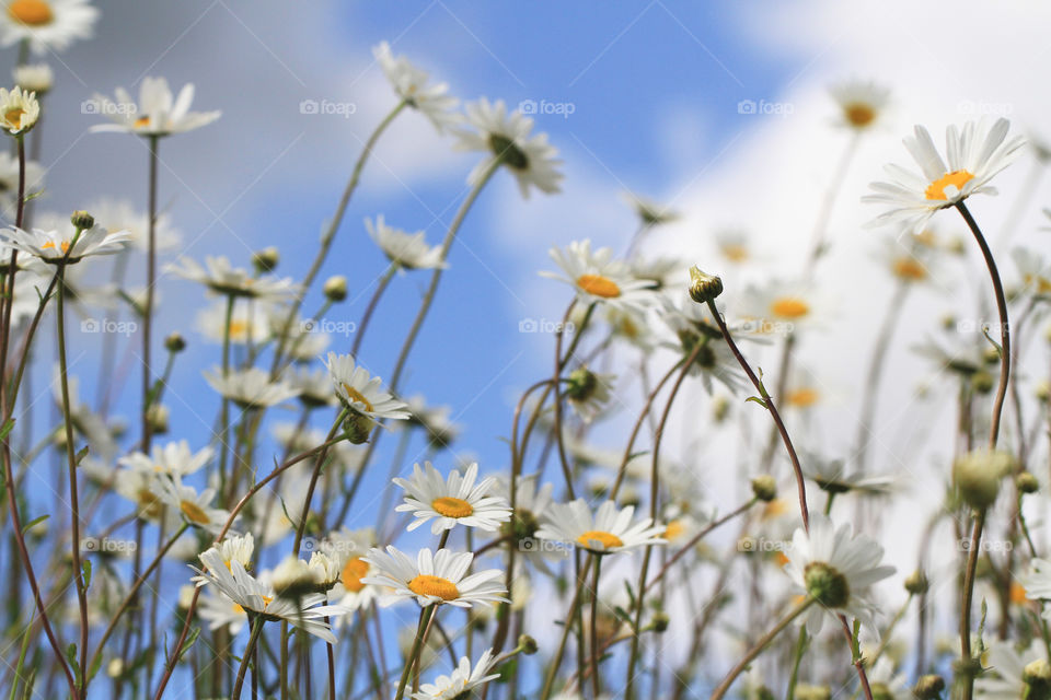 Daisy Field. A host of daisies from a low angle with a blue, cloudy sky behind.