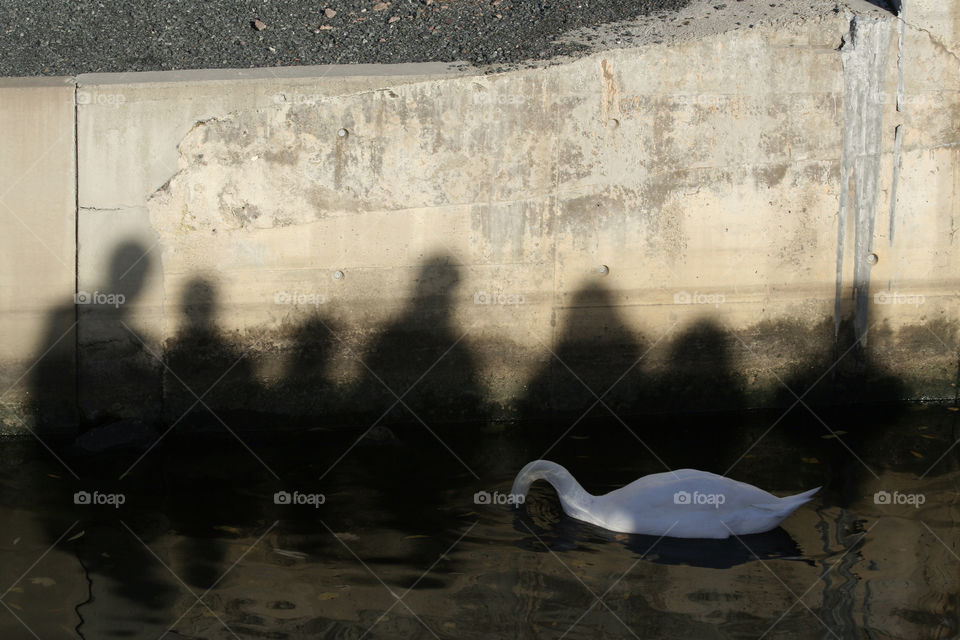 shadow water swan oslo by nader_esk