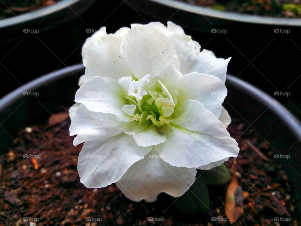 beauty of white flower