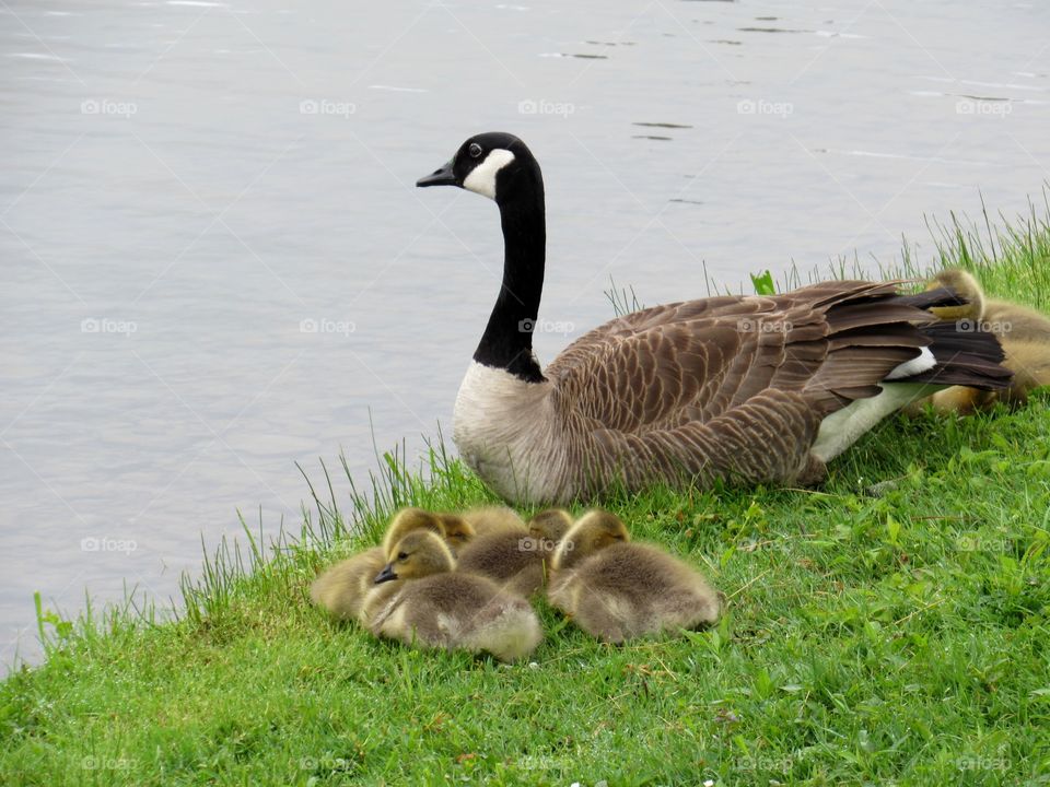 Goose watching over her goslings while they were napping.