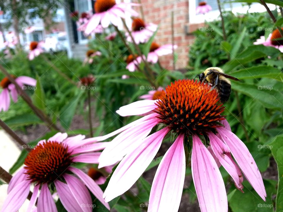 Bee on a Purple Coneflower. Lucky shot while visiting friends in California, MD