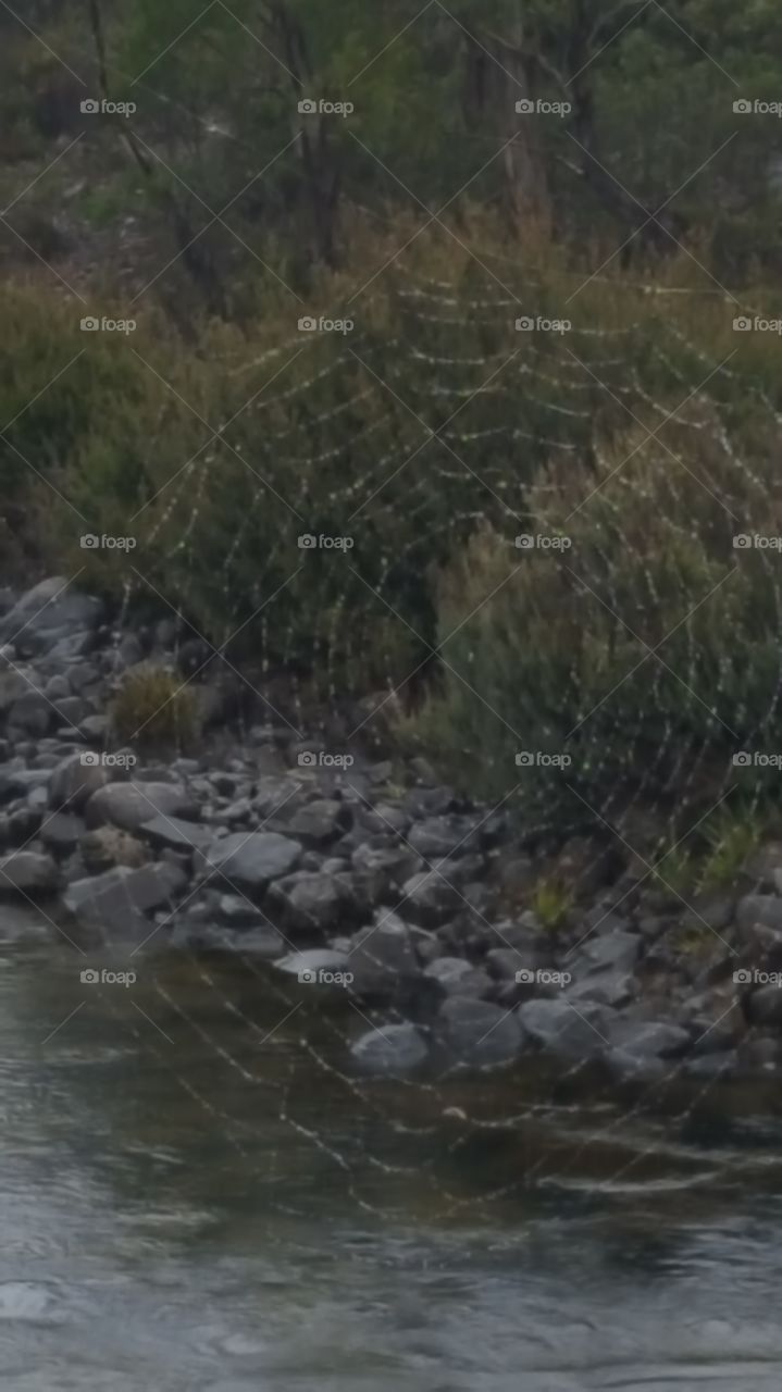 wet web